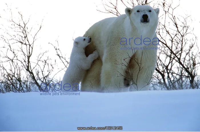 : POLAR BEAR - mother with cub, standing in snow : POLAR BEAR - mother with cub, standing in snow