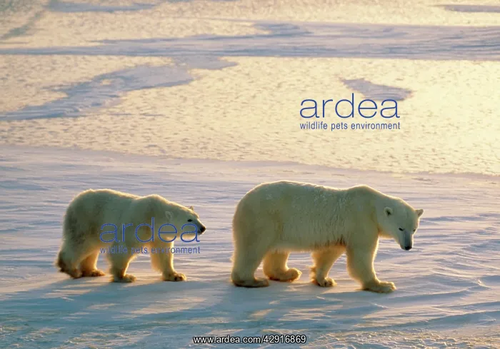 : POLAR BEAR - mother & cub walking across ice : POLAR BEAR - mother & cub walking across ice