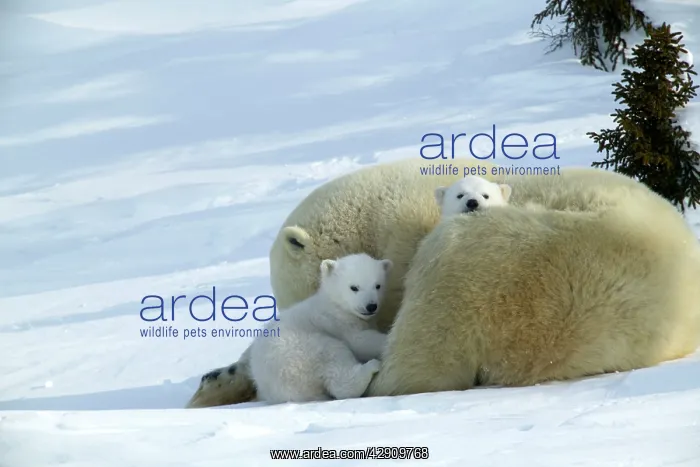 : Polar Bear - mother with two cubs : Polar Bear - mother with two cubs
