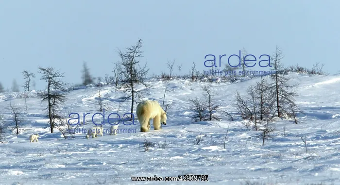 : Polar Bear - mother with cubs : Polar Bear - mother with cubs