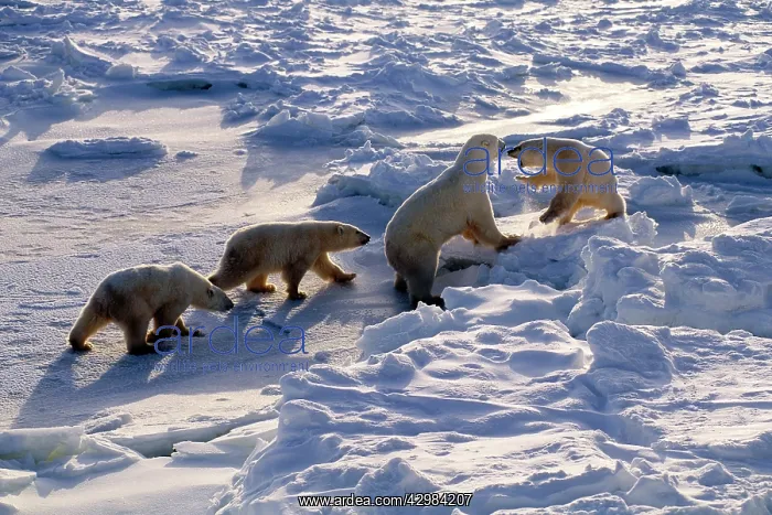 : Polar Bear - mother with two cubs confronting a : Polar Bear - mother with two cubs confronting a
