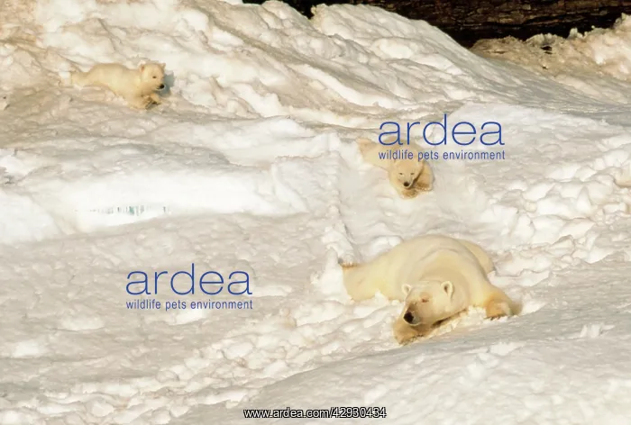 : Polar BEAR - mother with cubs sliding from winter den : Polar BEAR - mother with cubs sliding from winter den