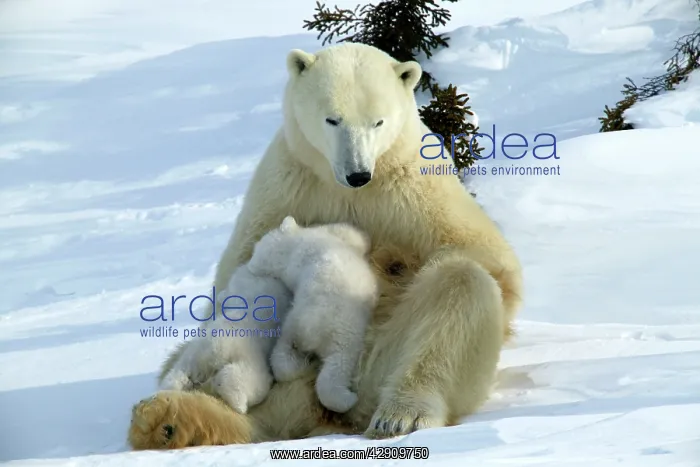 : Polar Bear - mother and two cubs suckling : Polar Bear - mother and two cubs suckling