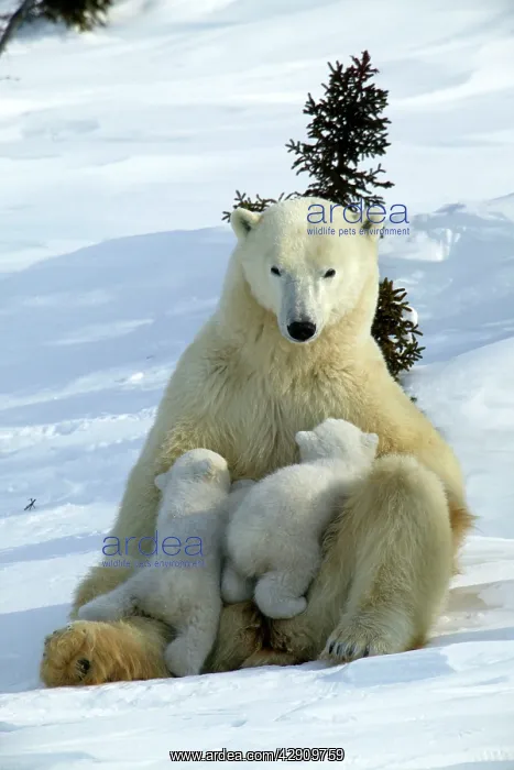 : Polar Bear - mother and two cubs suckling : Polar Bear - mother and two cubs suckling