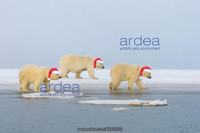 : Polar Bear, mother with cubs wearing Christmas hats : Polar Bear, mother with cubs wearing Christmas hats