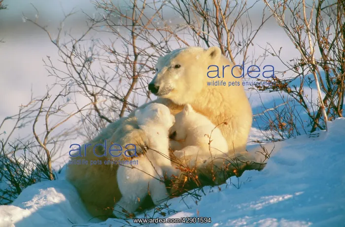 : POLAR BEAR - mother cuddling two cubs : POLAR BEAR - mother cuddling two cubs