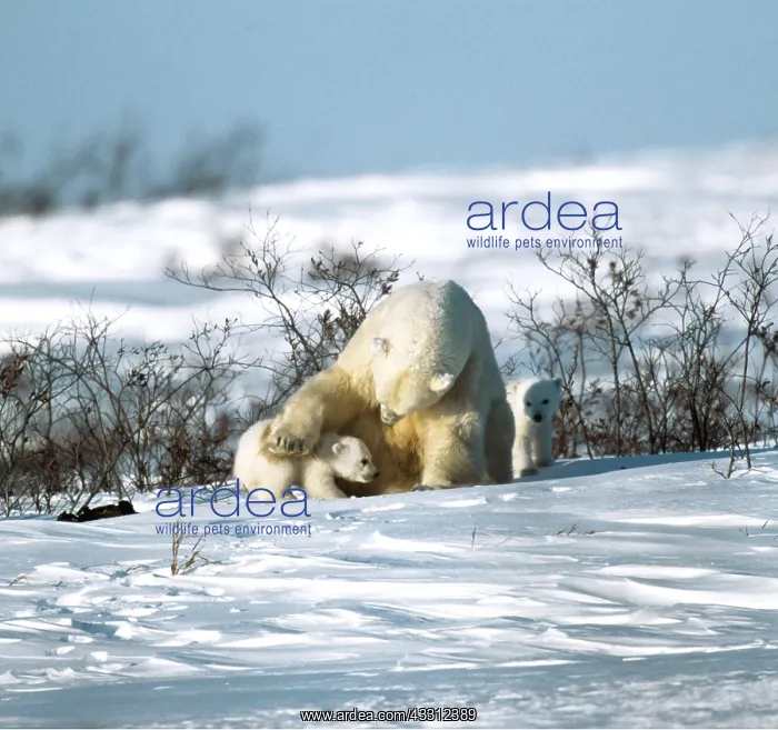 : Polar Bear - mother with paw on cub : Polar Bear - mother with paw on cub
