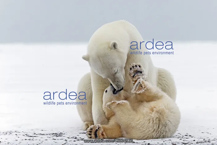 : Polar Bear mother with one year old cub : Polar Bear mother with one year old cub