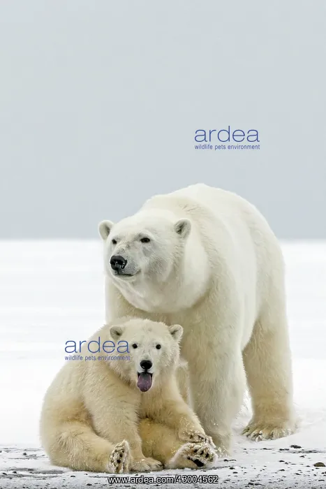 : Polar Bear mother with one year old cub : Polar Bear mother with one year old cub