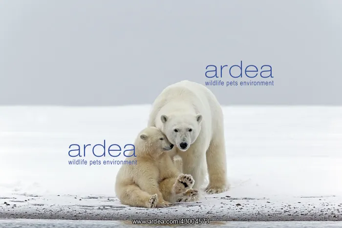 : Polar Bear mother with one year old cub : Polar Bear mother with one year old cub