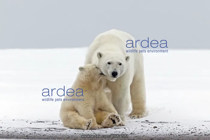 : Polar Bear mother with one year old cub : Polar Bear mother with one year old cub