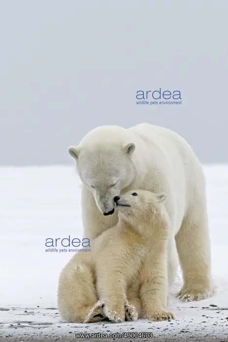 : Polar Bear mother with one year old cub : Polar Bear mother with one year old cub