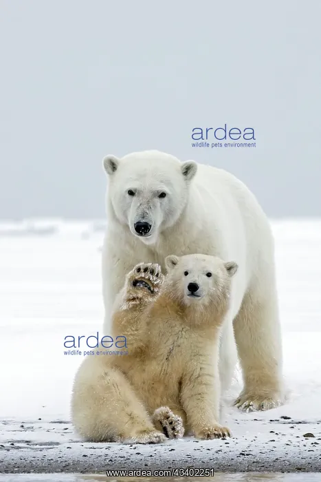: Polar Bear mother with one year old cub : Polar Bear mother with one year old cub