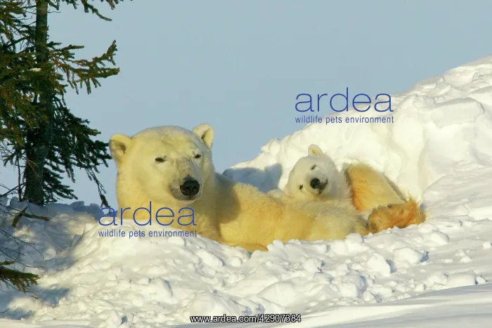: Polar Bear - mother and young cub, resting in snow : Polar Bear - mother and young cub, resting in snow
