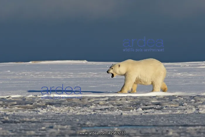 : Polar Bear - with mouth open : Polar Bear - with mouth open