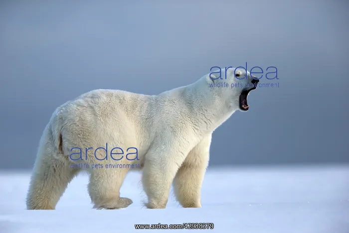 : Polar Bear - with mouth wide open : Polar Bear - with mouth wide open