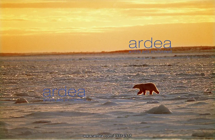 : Polar BEAR - moving across landscape : Polar BEAR - moving across landscape