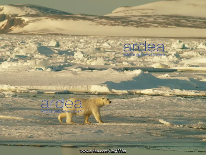 : Polar bear on pack ice : Polar bear on pack ice