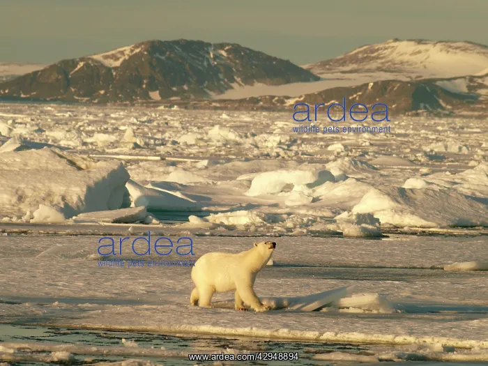 : Polar bear on pack ice : Polar bear on pack ice