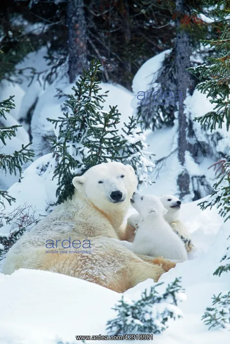 : POLAR BEAR - Parent with 2 cubs : POLAR BEAR - Parent with 2 cubs