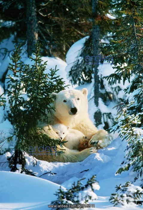 : Polar Bear - Parent with cub : Polar Bear - Parent with cub