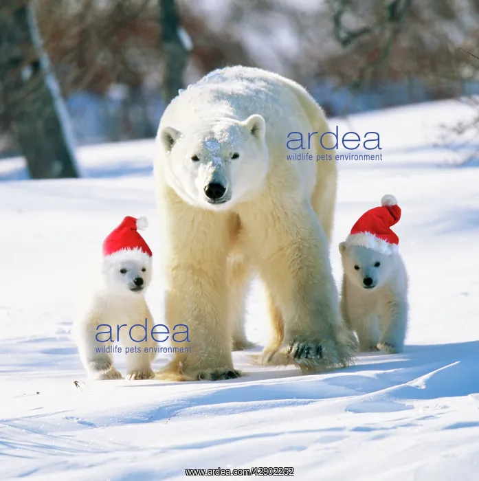 : Polar Bear - Parent with cubs wearing Christmas hats : Polar Bear - Parent with cubs wearing Christmas hats