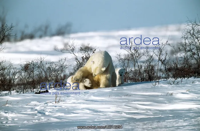 : POLAR BEAR - PAW ON CUB : POLAR BEAR - PAW ON CUB