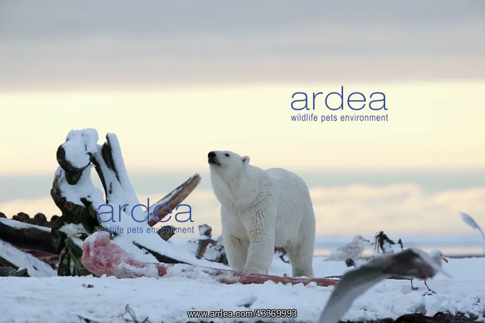 : Polar Bear - next to a pile of whale bones : Polar Bear - next to a pile of whale bones