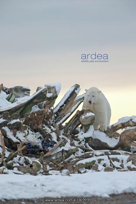 : Polar Bear - next to a pile of whale bones : Polar Bear - next to a pile of whale bones