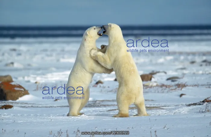 : Polar Bear - play fighting : Polar Bear - play fighting