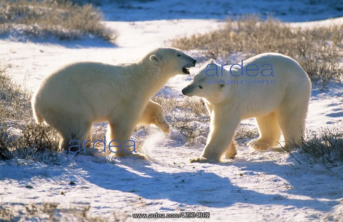 : Polar Bear - play fighting : Polar Bear - play fighting