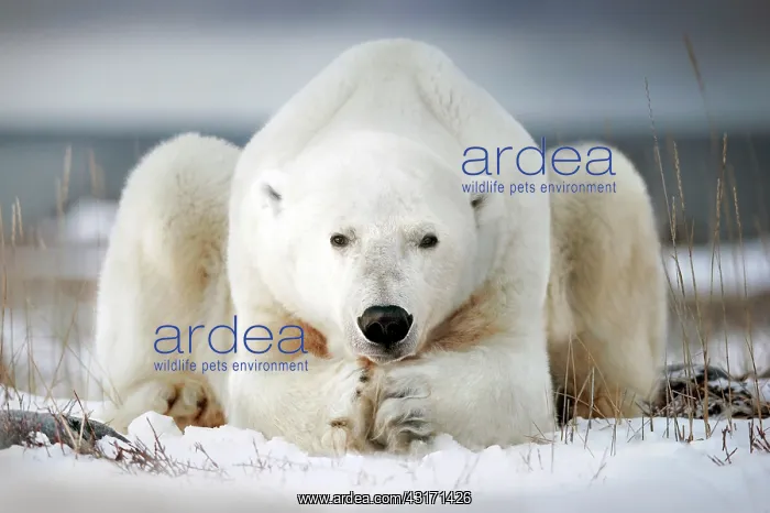 : Polar bear seems to pray, Churchill bay, Canada : Polar bear seems to pray, Churchill bay, Canada