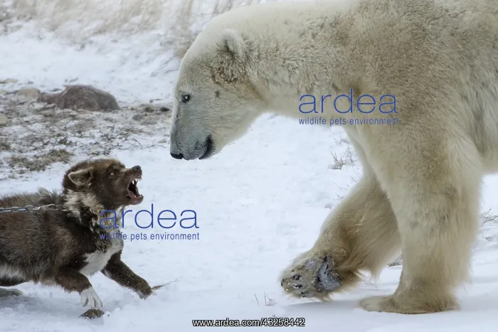: Polar bear rapproaching a canadian eskimo dog, Manitoba : Polar bear rapproaching a canadian eskimo dog, Manitoba