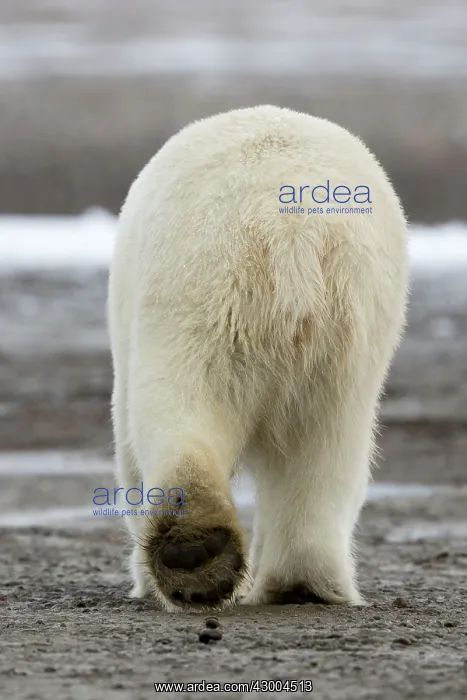 : Polar Bear rear view Autumn : Polar Bear rear view Autumn