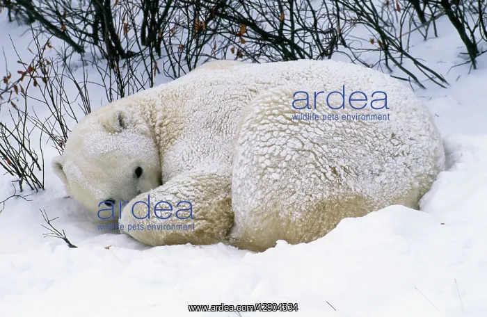 : POLAR BEAR - RESTING IN SNOW : POLAR BEAR - RESTING IN SNOW