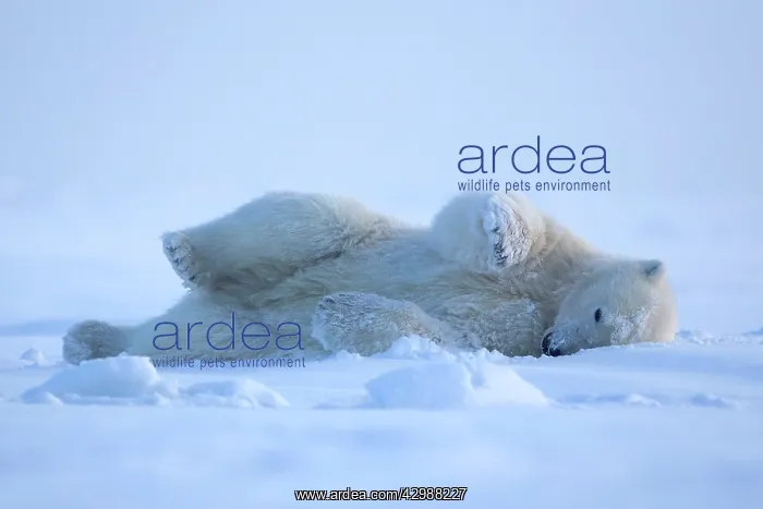 : Polar Bear - rolling in the snow to clean himself : Polar Bear - rolling in the snow to clean himself