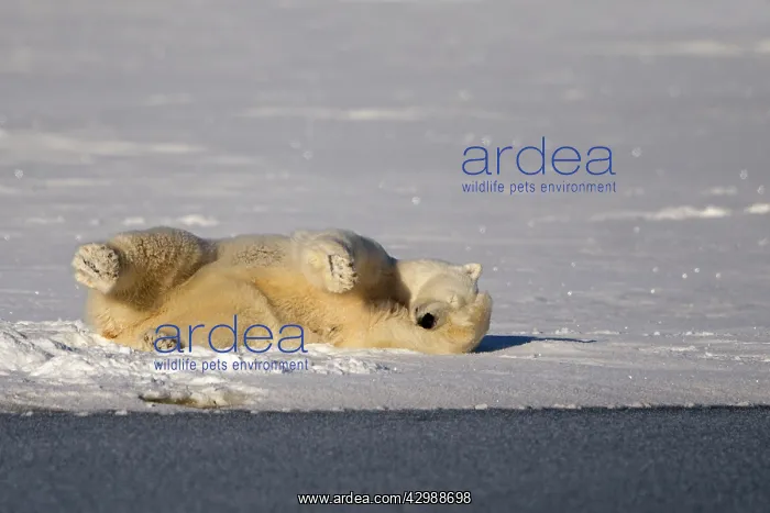 : Polar Bear - rolling in the snow to clean himself : Polar Bear - rolling in the snow to clean himself