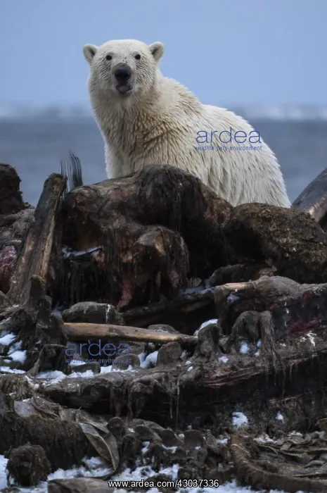 : Polar Bear scavenging - Polar Bear scavenging a : Polar Bear scavenging - Polar Bear scavenging a
