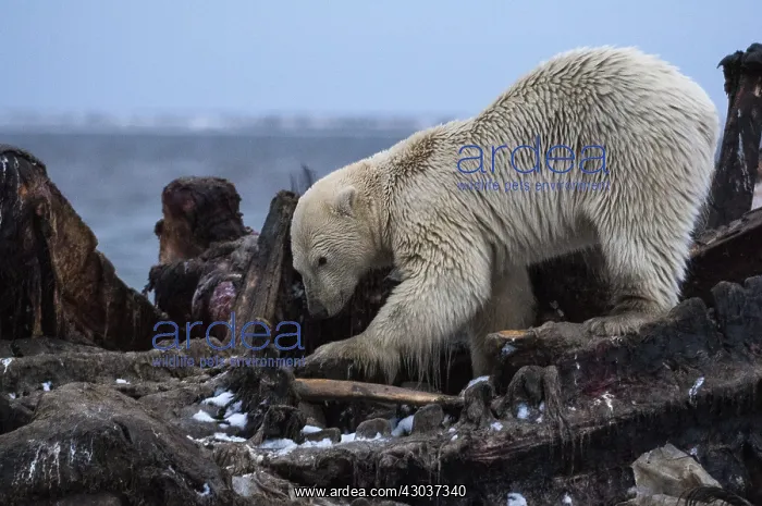 : Polar Bear scavenging - Polar Bear scavenging a : Polar Bear scavenging - Polar Bear scavenging a