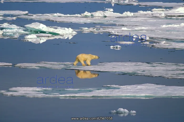 : Polar bear - on sea ice : Polar bear - on sea ice