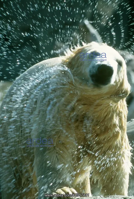 : Polar Bear - shakes off water : Polar Bear - shakes off water