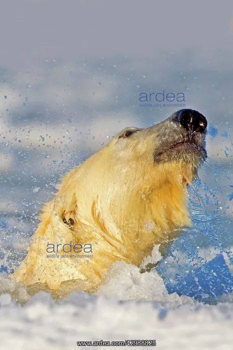 : Polar Bear - shaking head in slush ice : Polar Bear - shaking head in slush ice