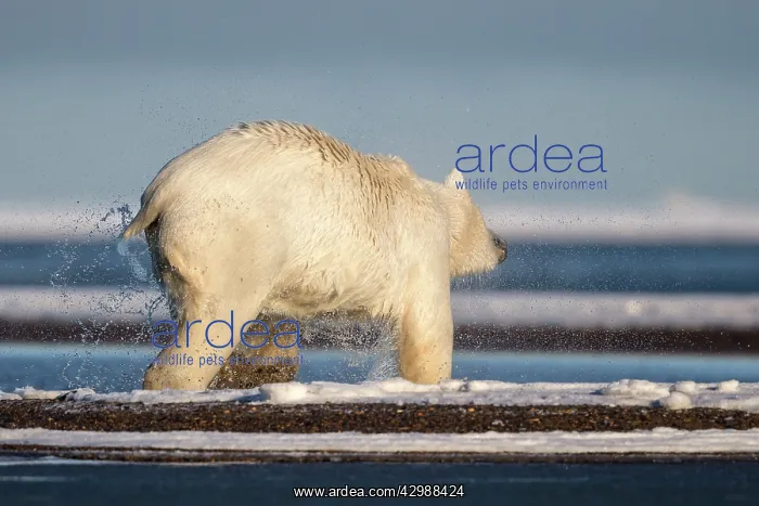: Polar Bear - shaking off water after swimming in slush ice : Polar Bear - shaking off water after swimming in slush ice