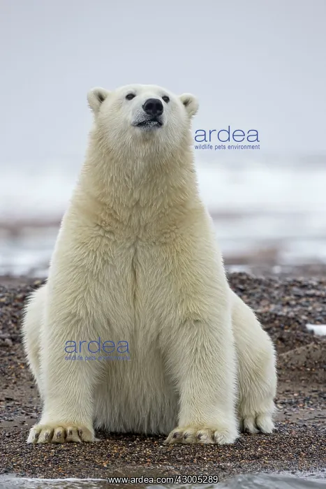 : Polar Bear on the shore Autumn : Polar Bear on the shore Autumn
