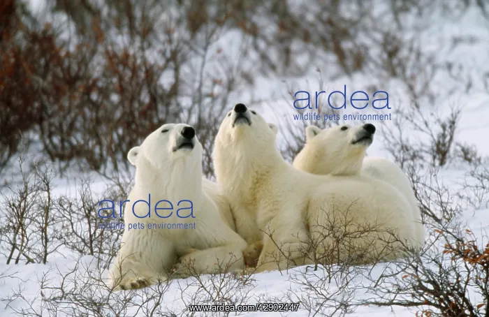 : POLAR BEAR - three sitting : POLAR BEAR - three sitting
