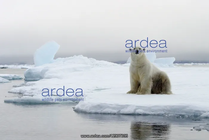 : Polar Bear - sitting at edge of ice floe : Polar Bear - sitting at edge of ice floe