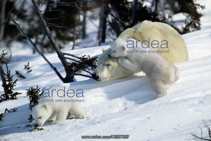 : Polar Bear - sleeping female with young. Cubs play : Polar Bear - sleeping female with young. Cubs play