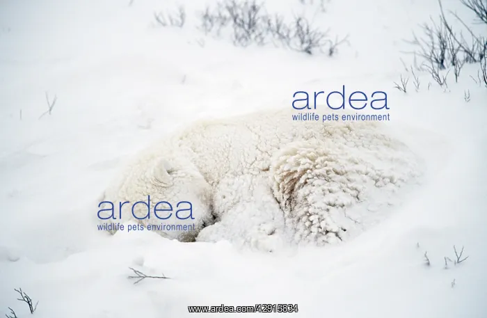 : Polar Bear - sleeping in the snow : Polar Bear - sleeping in the snow