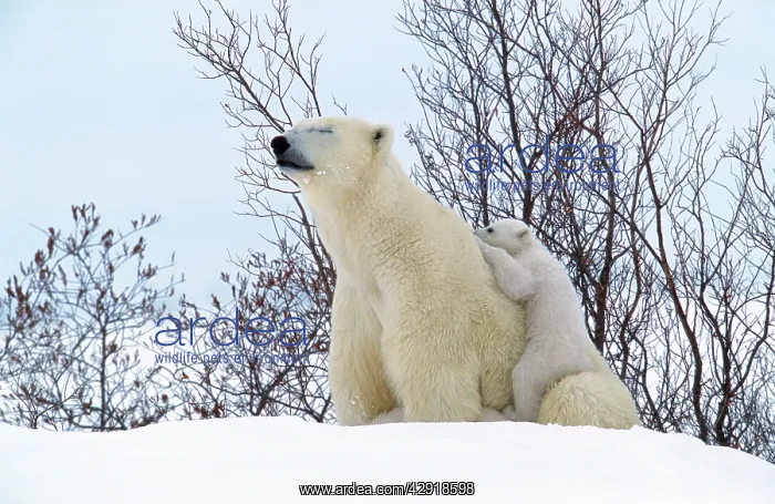  : Polar Bear - sleeping, with young