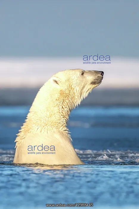 : Polar Bear - in slush ice : Polar Bear - in slush ice